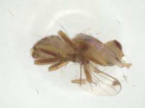  ( - CBG-A29745-A12)  @11 [ ] CreativeCommons - Attribution Share - Alike (2024) Centre for Biodiversity Genomics Centre for Biodiversity Genomics