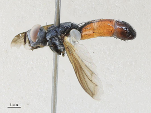  ( - CBG-A29995-F06)  @11 [ ] CreativeCommons - Attribution Share - Alike (2024) CBG Photography Group Centre for Biodiversity Genomics