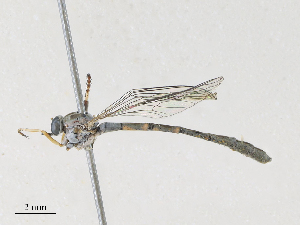  (Leptogaster arida - CBG-A29997-F06)  @11 [ ] CreativeCommons - Attribution Share - Alike (2024) CBG Photography Group Centre for Biodiversity Genomics