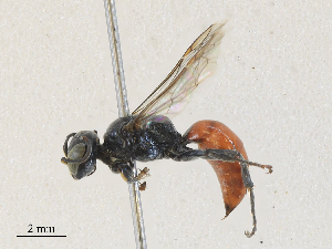  ( - CBG-A30000-B02)  @11 [ ] CreativeCommons - Attribution Share - Alike (2024) CBG Photography Group Centre for Biodiversity Genomics