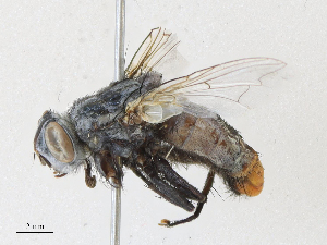  ( - CBG-A30014-B08)  @11 [ ] CreativeCommons - Attribution Share - Alike (2024) CBG Photography Group Centre for Biodiversity Genomics