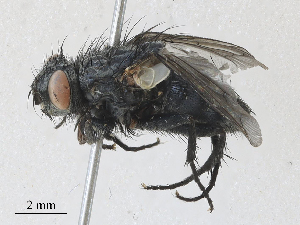  ( - CBG-A30046-C07)  @11 [ ] CreativeCommons - Attribution Share - Alike (2024) CBG Photography Group Centre for Biodiversity Genomics