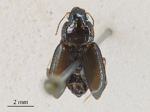  ( - CBG-A30054-B03)  @11 [ ] CreativeCommons - Attribution Share - Alike (2024) CBG Photography Group Centre for Biodiversity Genomics