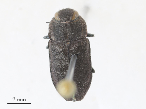  ( - CBG-A30087-C08)  @11 [ ] CreativeCommons - Attribution Share - Alike (2024) CBG Photography Group Centre for Biodiversity Genomics