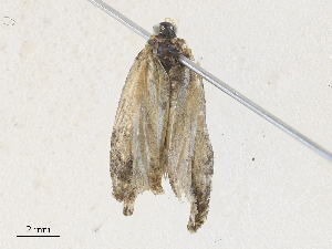  ( - CBG-A30124-D02)  @11 [ ] CreativeCommons - Attribution Share - Alike (2024) CBG Photography Group Centre for Biodiversity Genomics