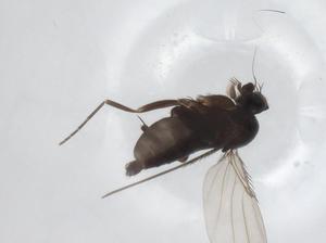  ( - CBG-A28688-F11)  @11 [ ] CreativeCommons - Attribution Share - Alike (2024) Centre for Biodiversity Genomics Centre for Biodiversity Genomics