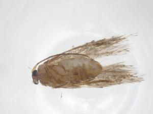  ( - CBG-A29392-H09)  @11 [ ] CreativeCommons - Attribution Share - Alike (2024) Centre for Biodiversity Genomics Centre for Biodiversity Genomics