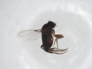  ( - CBG-A29398-G03)  @11 [ ] CreativeCommons - Attribution Share - Alike (2024) Centre for Biodiversity Genomics Centre for Biodiversity Genomics