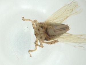  ( - CBG-A29640-A04)  @11 [ ] CreativeCommons - Attribution Share - Alike (2024) Centre for Biodiversity Genomics Centre for Biodiversity Genomics