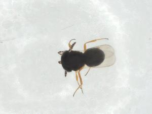  ( - CBG-A29684-B06)  @11 [ ] CreativeCommons - Attribution Share - Alike (2024) Centre for Biodiversity Genomics Centre for Biodiversity Genomics