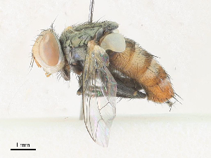  (Eumacronychia - CBG-A30008-H05)  @11 [ ] CreativeCommons - Attribution Share - Alike (2024) CBG Photography Group Centre for Biodiversity Genomics