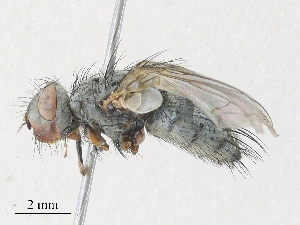  ( - CBG-A30158-B04)  @11 [ ] CreativeCommons - Attribution Share - Alike (2024) CBG Photography Group Centre for Biodiversity Genomics