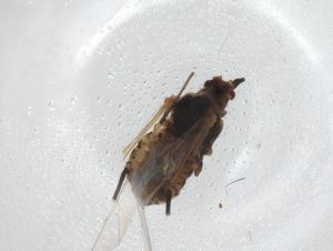  ( - CBG-A30691-E05)  @11 [ ] CreativeCommons - Attribution Share - Alike (2024) Centre for Biodiversity Genomics Centre for Biodiversity Genomics