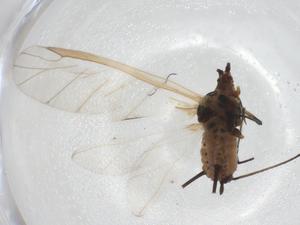  ( - CBG-A30691-E07)  @11 [ ] CreativeCommons - Attribution Share - Alike (2024) Centre for Biodiversity Genomics Centre for Biodiversity Genomics