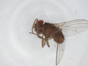  ( - CBG-A30738-C12)  @11 [ ] CreativeCommons - Attribution Share - Alike (2024) Centre for Biodiversity Genomics Centre for Biodiversity Genomics