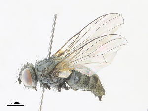  ( - CBG-A30998-C11)  @11 [ ] CreativeCommons - Attribution Share - Alike (2024) CBG Photography Group Centre for Biodiversity Genomics