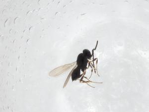  ( - CBG-A31678-H03)  @11 [ ] CreativeCommons - Attribution Share - Alike (2024) Centre for Biodiversity Genomics Centre for Biodiversity Genomics