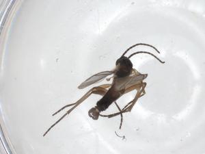  ( - CBG-A31680-H05)  @11 [ ] CreativeCommons - Attribution Share - Alike (2024) Centre for Biodiversity Genomics Centre for Biodiversity Genomics