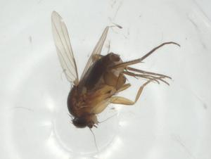  ( - CBG-A31862-D02)  @11 [ ] CreativeCommons - Attribution Share - Alike (2024) Centre for Biodiversity Genomics Centre for Biodiversity Genomics
