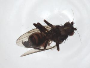  ( - CBG-A31877-H09)  @11 [ ] CreativeCommons - Attribution Share - Alike (2024) Centre for Biodiversity Genomics Centre for Biodiversity Genomics