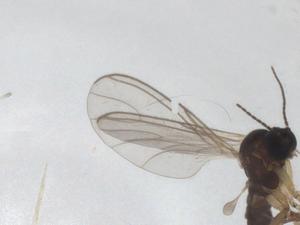  ( - CBG-A31897-A02)  @11 [ ] CreativeCommons - Attribution Share - Alike (2024) Centre for Biodiversity Genomics Centre for Biodiversity Genomics