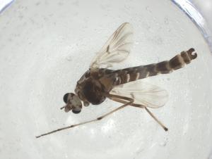  ( - CBG-A32219-B03)  @11 [ ] CreativeCommons - Attribution Share - Alike (2024) Centre for Biodiversity Genomics Centre for Biodiversity Genomics