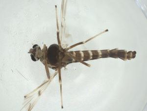  ( - CBG-A32226-G08)  @11 [ ] CreativeCommons - Attribution Share - Alike (2024) Centre for Biodiversity Genomics Centre for Biodiversity Genomics