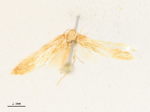 ( - CBG-A34284-D01)  @11 [ ] CreativeCommons - Attribution Share - Alike (2024) CBG Photography Group Centre for Biodiversity Genomics