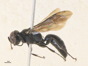  ( - CBG-A35162-H06)  @11 [ ] CreativeCommons - Attribution Share - Alike (2024) CBG Photography Group Centre for Biodiversity Genomics