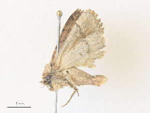  ( - CBG-A35163-B06)  @11 [ ] CreativeCommons - Attribution Share - Alike (2024) CBG Photography Group Centre for Biodiversity Genomics