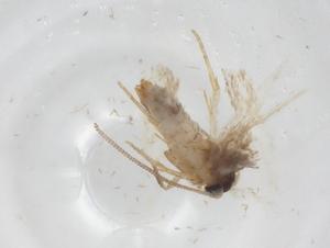  ( - CBG-A35684-B07)  @11 [ ] CreativeCommons - Attribution Share - Alike (2024) Centre for Biodiversity Genomics Centre for Biodiversity Genomics