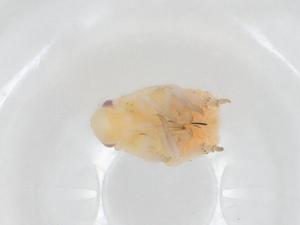  ( - CBG-A36971-B08)  @11 [ ] CreativeCommons - Attribution Share - Alike (2024) Centre for Biodiversity Genomics Centre for Biodiversity Genomics