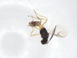  ( - CBG-A36997-C04)  @11 [ ] CreativeCommons - Attribution Share - Alike (2024) Centre for Biodiversity Genomics Centre for Biodiversity Genomics