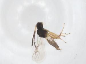  ( - CBG-A36999-C10)  @11 [ ] CreativeCommons - Attribution Share - Alike (2024) Centre for Biodiversity Genomics Centre for Biodiversity Genomics