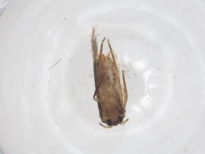  ( - CBG-A37154-E06)  @11 [ ] CreativeCommons - Attribution Share - Alike (2024) Centre for Biodiversity Genomics Centre for Biodiversity Genomics