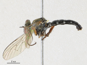  ( - CBG-A38433-E05)  @11 [ ] CreativeCommons - Attribution Share - Alike (2024) CBG Photography Group Centre for Biodiversity Genomics