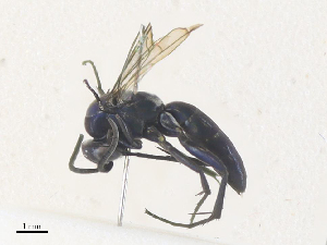  ( - CBG-A38436-E03)  @11 [ ] CreativeCommons - Attribution Share - Alike (2024) CBG Photography Group Centre for Biodiversity Genomics