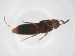  ( - CBG-A31669-G05)  @11 [ ] CreativeCommons - Attribution Share - Alike (2024) Centre for Biodiversity Genomics Centre for Biodiversity Genomics