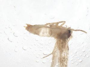  ( - CBG-A36706-A12)  @11 [ ] CreativeCommons - Attribution Share - Alike (2024) Centre for Biodiversity Genomics Centre for Biodiversity Genomics