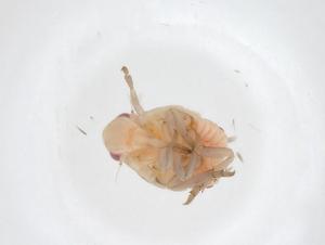  ( - CBG-A37195-A07)  @11 [ ] CreativeCommons - Attribution Share - Alike (2024) Centre for Biodiversity Genomics Centre for Biodiversity Genomics