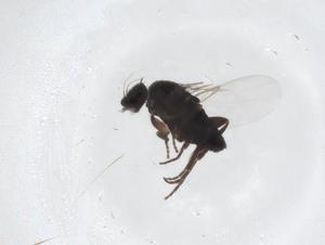  ( - CBG-A37205-F10)  @11 [ ] CreativeCommons - Attribution Share - Alike (2024) Centre for Biodiversity Genomics Centre for Biodiversity Genomics