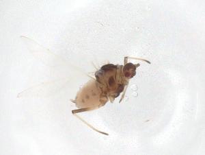  ( - CBG-A37839-H02)  @11 [ ] CreativeCommons - Attribution Share - Alike (2024) Centre for Biodiversity Genomics Centre for Biodiversity Genomics