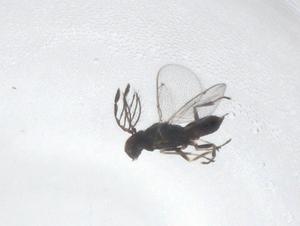  ( - CBG-A38244-A05)  @11 [ ] CreativeCommons - Attribution Share - Alike (2024) Centre for Biodiversity Genomics Centre for Biodiversity Genomics