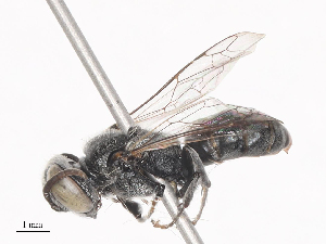  ( - CBG-A38396-D12)  @11 [ ] CreativeCommons - Attribution Share - Alike (2024) CBG Photography Group Centre for Biodiversity Genomics