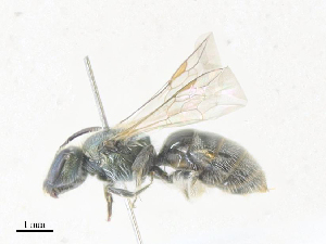  ( - CBG-A38464-C12)  @11 [ ] CreativeCommons - Attribution Share - Alike (2024) CBG Photography Group Centre for Biodiversity Genomics