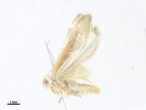  ( - CBG-A40140-E12)  @11 [ ] CreativeCommons - Attribution Share - Alike (2024) CBG Photography Group Centre for Biodiversity Genomics