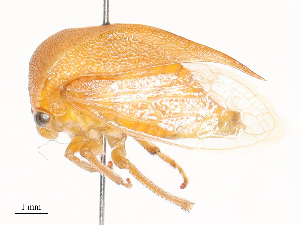 ( - CBG-A40143-F03)  @11 [ ] CreativeCommons - Attribution Share - Alike (2024) CBG Photography Group Centre for Biodiversity Genomics