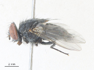  ( - CBG-A40178-C11)  @11 [ ] CreativeCommons - Attribution Share - Alike (2024) CBG Photography Group Centre for Biodiversity Genomics
