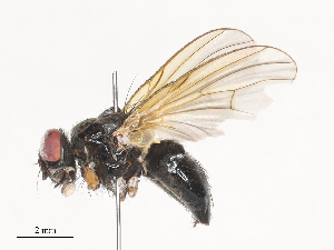  ( - CBG-A40113-A06)  @11 [ ] CreativeCommons - Attribution Share - Alike (2024) CBG Photography Group Centre for Biodiversity Genomics