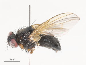  ( - CBG-A40113-B11)  @11 [ ] CreativeCommons - Attribution Share - Alike (2024) CBG Photography Group Centre for Biodiversity Genomics